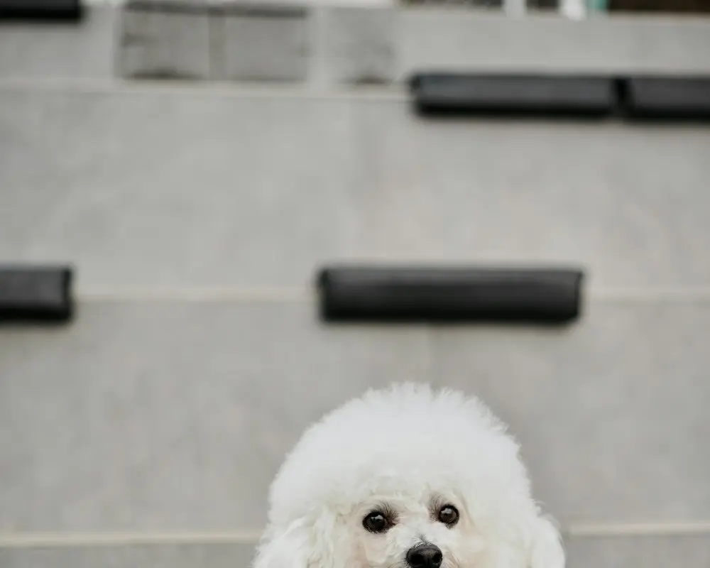 A freshly groomed fluffy white dog