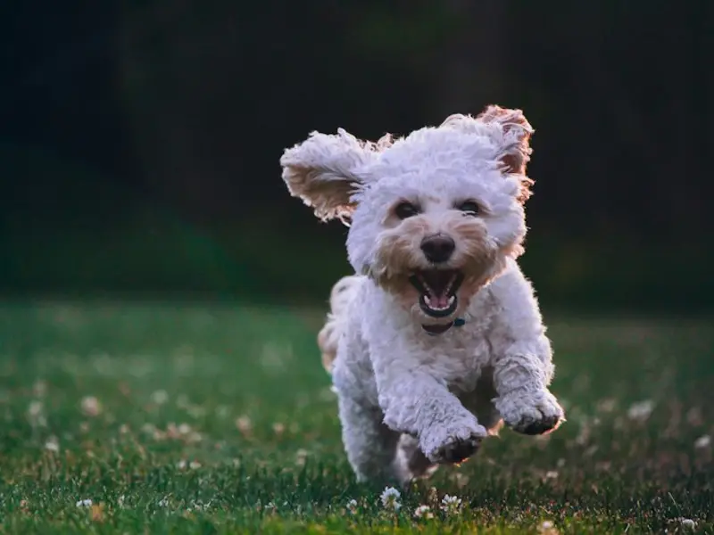 A happy fluffy dog running on grass