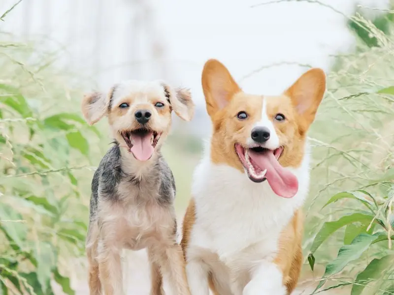 Two small dogs sitting together outdoors