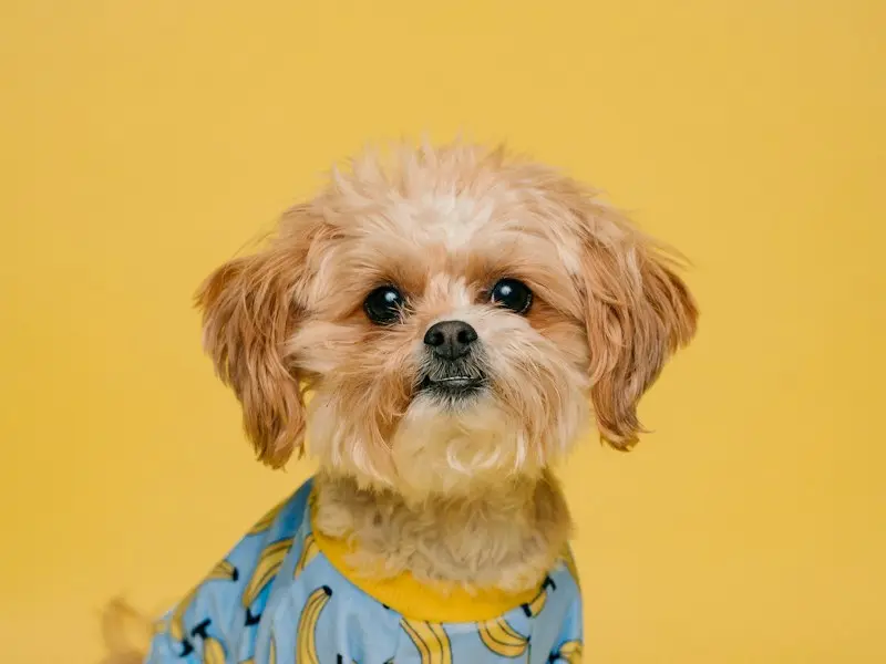 A small dog looking at the camera