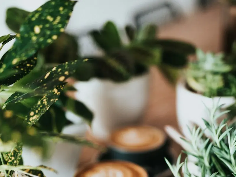 Two cups of coffee with latte art on a table